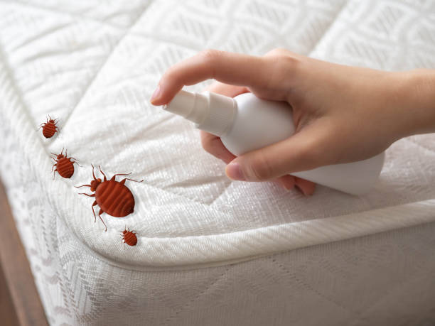 Best Local Pest Control Services  in Kuna, ID