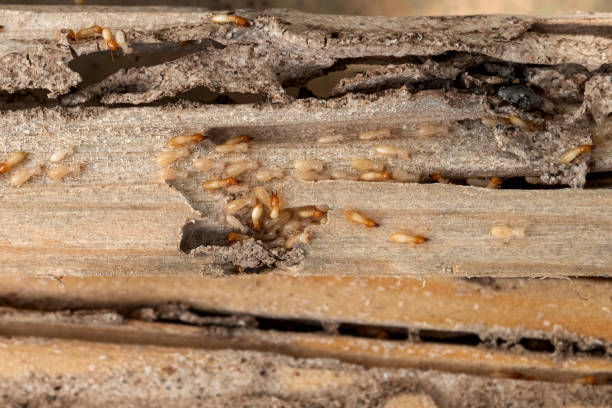 Pest Control Cost in Kuna, ID